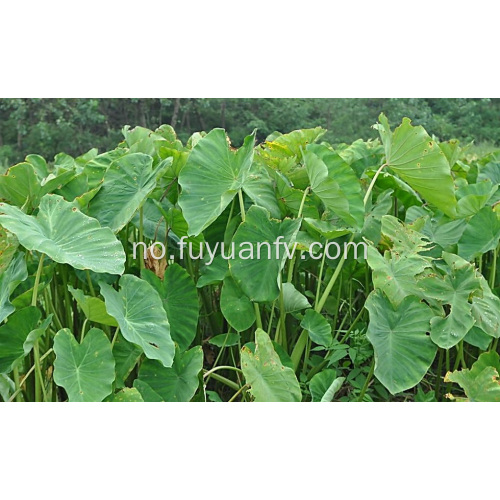 Hot Selling i Market Fresh Taro